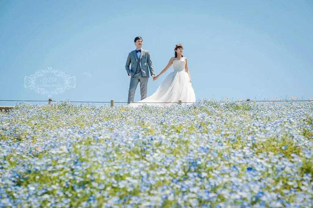 視覺流感日本海外婚紗,茨城國營日立海濱公園(国営ひたち海浜公園)旅拍,粉蝶花季-日本海外婚紗|茨城國營日立海濱公園(国営ひたち海浜公園)拍婚紗|粉蝶花季