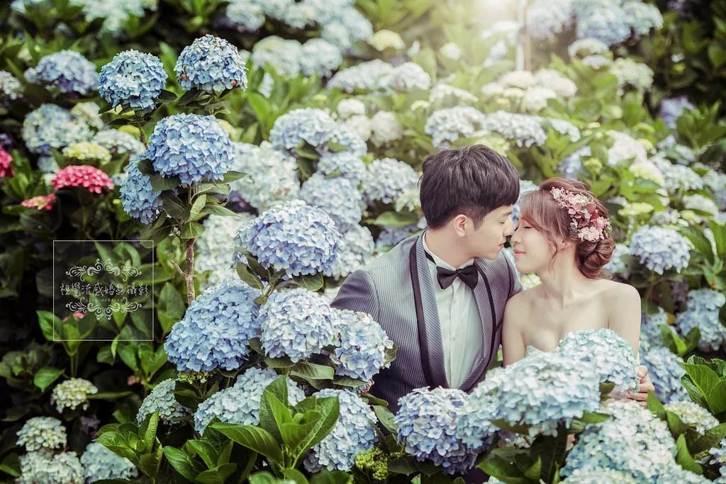 婚紗攝影台北景點|陽明山水車寮步道-高家繡球花田-竹子湖大賞園繡球花|季節限定婚紗景點-婚紗攝影台北景點|陽明山水車寮步道-高家繡球花田-竹子湖大賞園繡球花|季節限定婚紗景點
